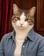 Hanna Whiskersen: A tabby and white cat in a denim shirt